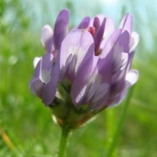 Putple Milk Vetch-9520